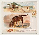 Bloodhound, from Quadrupeds series (N41) for Allen & Ginter Cigarettes, Allen & Ginter  American, Commercial color lithograph
