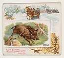 Boar, from Quadrupeds series (N41) for Allen & Ginter Cigarettes, Allen & Ginter  American, Commercial color lithograph