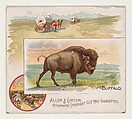 Buffalo, from Quadrupeds series (N41) for Allen & Ginter Cigarettes, Allen & Ginter  American, Commercial color lithograph