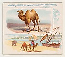 Camel, from Quadrupeds series (N41) for Allen & Ginter Cigarettes, Allen & Ginter  American, Commercial color lithograph