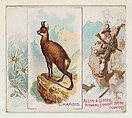 Chamois, from Quadrupeds series (N41) for Allen & Ginter Cigarettes, Allen & Ginter  American, Commercial color lithograph