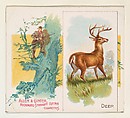 Deer, from Quadrupeds series (N41) for Allen & Ginter Cigarettes, Allen & Ginter  American, Commercial color lithograph