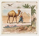 Dromedary, from Quadrupeds series (N41) for Allen & Ginter Cigarettes, Allen & Ginter  American, Commercial color lithograph