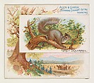 Grey Squirrel, from Quadrupeds series (N41) for Allen & Ginter Cigarettes, Allen & Ginter  American, Commercial color lithograph