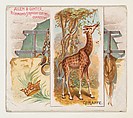 Giraffe, from Quadrupeds series (N41) for Allen & Ginter Cigarettes, Allen & Ginter  American, Commercial color lithograph