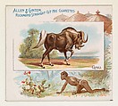 Gnu, from Quadrupeds series (N41) for Allen & Ginter Cigarettes, Allen & Ginter  American, Commercial color lithograph