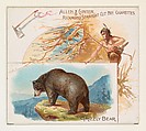Grizzly Bear, from Quadrupeds series (N41) for Allen & Ginter Cigarettes, Allen & Ginter  American, Commercial color lithograph
