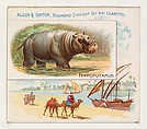 Hippopotamus, from Quadrupeds series (N41) for Allen & Ginter Cigarettes, Allen & Ginter  American, Commercial color lithograph