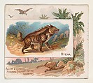 Hyena, from Quadrupeds series (N41) for Allen & Ginter Cigarettes, Allen & Ginter  American, Commercial color lithograph