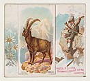 Ibex, from Quadrupeds series (N41) for Allen & Ginter Cigarettes, Allen & Ginter  American, Commercial color lithograph