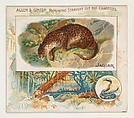 Jaguar, from Quadrupeds series (N41) for Allen & Ginter Cigarettes, Allen & Ginter  American, Commercial color lithograph