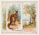 Kangaroo, from Quadrupeds series (N41) for Allen & Ginter Cigarettes, Allen & Ginter  American, Commercial color lithograph