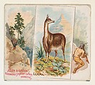 Llama, from Quadrupeds series (N41) for Allen & Ginter Cigarettes, Allen & Ginter  American, Commercial color lithograph
