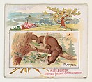 Marten, from Quadrupeds series (N41) for Allen & Ginter Cigarettes, Allen & Ginter  American, Commercial color lithograph