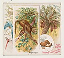 Monkey, from Quadrupeds series (N41) for Allen & Ginter Cigarettes, Allen & Ginter  American, Commercial color lithograph