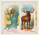 Moose, from Quadrupeds series (N41) for Allen & Ginter Cigarettes, Allen & Ginter  American, Commercial color lithograph