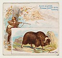 Musk Ox, from Quadrupeds series (N41) for Allen & Ginter Cigarettes, Allen & Ginter  American, Commercial color lithograph