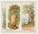 Opossum, from Quadrupeds series (N41) for Allen & Ginter Cigarettes, Allen & Ginter  American, Commercial color lithograph