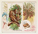 Orangoutang, from Quadrupeds series (N41) for Allen & Ginter Cigarettes, Allen & Ginter  American, Commercial color lithograph