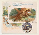 Otter, from Quadrupeds series (N41) for Allen & Ginter Cigarettes, Allen & Ginter  American, Commercial color lithograph