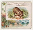 Peccary, from Quadrupeds series (N41) for Allen & Ginter Cigarettes, Allen & Ginter  American, Commercial color lithograph