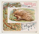 Porcupine, from Quadrupeds series (N41) for Allen & Ginter Cigarettes, Allen & Ginter  American, Commercial color lithograph