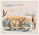 Polar Bear, from Quadrupeds series (N41) for Allen & Ginter Cigarettes, Allen & Ginter  American, Commercial color lithograph