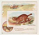 Prairie Dog, from Quadrupeds series (N41) for Allen & Ginter Cigarettes, Allen & Ginter  American, Commercial color lithograph