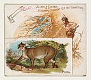 Puma, from Quadrupeds series (N41) for Allen & Ginter Cigarettes, Allen & Ginter  American, Commercial color lithograph