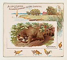 Raccoon, from Quadrupeds series (N41) for Allen & Ginter Cigarettes, Allen & Ginter  American, Commercial color lithograph