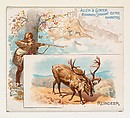Reindeer, from Quadrupeds series (N41) for Allen & Ginter Cigarettes, Allen & Ginter  American, Commercial color lithograph