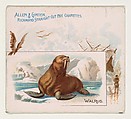 Walrus, from Quadrupeds series (N41) for Allen & Ginter Cigarettes, Allen & Ginter American, Commercial color lithograph