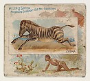 Zebra, from Quadrupeds series (N41) for Allen & Ginter Cigarettes, Allen & Ginter American, Commercial color lithograph