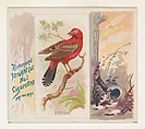 Amandava, from the Song Birds of the World series (N42) for Allen & Ginter Cigarettes, Allen & Ginter American, Commercial color lithograph