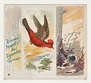 Araguira, from the Song Birds of the World series (N42) for Allen & Ginter Cigarettes, Allen & Ginter American, Commercial color lithograph