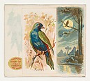 Azuvert, from the Song Birds of the World series (N42) for Allen & Ginter Cigarettes, Allen & Ginter American, Commercial color lithograph