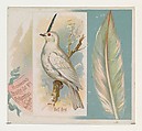 Bell Bird, from the Song Birds of the World series (N42) for Allen & Ginter Cigarettes, Allen & Ginter American, Commercial color lithograph