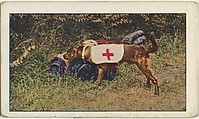 Card No. 88, A Canine Member of the French Red Cross, from the World War I Scenes series (T121) issued by Sweet Caporal Cigarettes, American Tobacco Company, Photolithograph