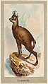 Chamois, from the Animals of the World series (T180), issued by Abdul Cigarettes, Abdul Cigarettes  American, Commercial color lithograph