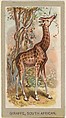 Giraffe, South African, from the Animals of the World series (T180), issued by Abdul Cigarettes, Abdul Cigarettes  American, Commercial color lithograph