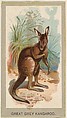 Great Grey Kangaroo, from the Animals of the World series (T180), issued by Abdul Cigarettes, Abdul Cigarettes American, Commercial color lithograph
