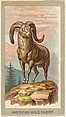 American Wild Sheep, from the Animals of the World series (T180), issued by Abdul Cigarettes, Abdul Cigarettes  American, Commercial color lithograph