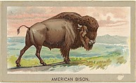 American Bison, from the Animals of the World series (T180), issued by Abdul Cigarettes, Abdul Cigarettes  American, Commercial color lithograph