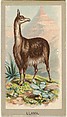 Llama, from the Animals of the World series (T180), issued by Abdul Cigarettes, Abdul Cigarettes  American, Commercial color lithograph