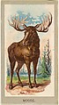 Moose, from the Animals of the World series (T180), issued by Abdul Cigarettes, Abdul Cigarettes  American, Commercial color lithograph