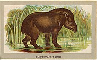 American Tapir, from the Animals of the World series (T180), issued by Abdul Cigarettes, Abdul Cigarettes American, Commercial color lithograph