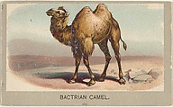 Bactrian Camel, from the Animals of the World series (T180), issued by Abdul Cigarettes, Abdul Cigarettes  American, Commercial color lithograph