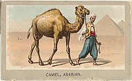 Arabian Camel, from the Animals of the World series (T180), issued by Abdul Cigarettes, Abdul Cigarettes American, Commercial color lithograph