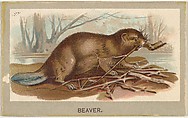 Beaver, from the Animals of the World series (T180), issued by Abdul Cigarettes, Abdul Cigarettes American, Commercial color lithograph