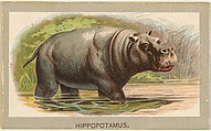 Hippopotamus, from the Animals of the World series (T180), issued by Abdul Cigarettes, Abdul Cigarettes American, Commercial color lithograph